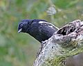 Melaniparus niger xanthostomus, Mowana Lodge, Botswana 2