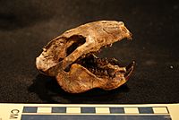 Meniscoessus skull.jpg