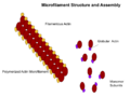 Microfilament Structure