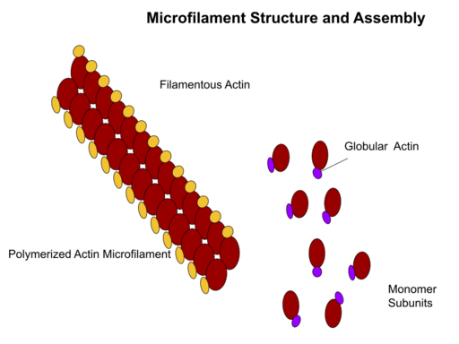 Microfilament Structure
