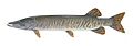 Muskellunge USFWS