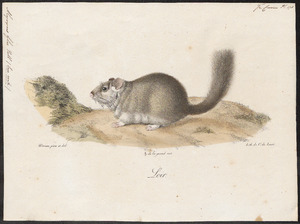 Myoxus glis - 1700-1880 - Print - Iconographia Zoologica - Special Collections University of Amsterdam - UBA01 IZ20400187