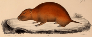 Neue Wirbelthiere zu der Fauna von Abyssinien gehörig (1835) Tachyoryctes splendens (cropped).png