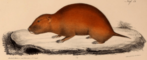 Northeast African mole-rat Facts for Kids