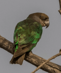 Niam Niam Parrot perched in a tree