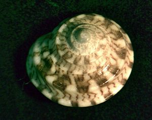 Notogibbula bicarinata 002