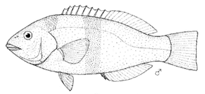 Notolabrus cinctus (Girdled wrasse).gif