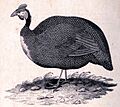 Numida meleagris sabyi