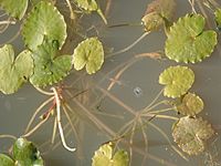 Nymphoides crenata P6120055