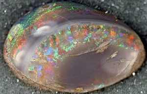 Opalized fossil bivalve, Coober Pedy Opal Field, South Australia