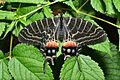 Openwing position of Bhutanitis ludlowi Gabriel, 1942 - Mystical Bhutan Glory 3