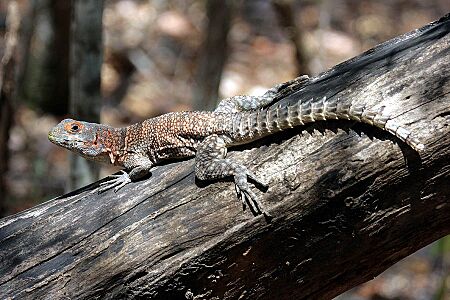 Oplurus Cuvieri Kirindy Madagascar