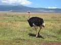 Ostrich in the crater