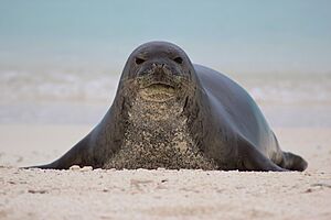 PMNM - Hawaiian Monk Seal (33268604736)