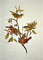 Painted Bunting