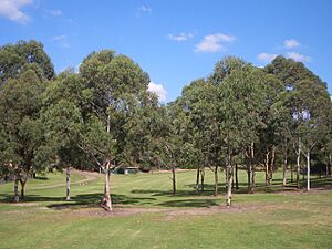 Peakhurst Heights 2