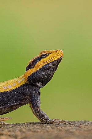 Peninsular Rock Agama Bangalore