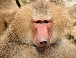 Portrait Of A Baboon.jpg
