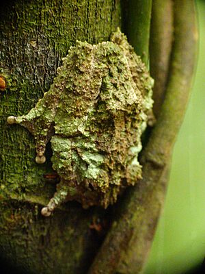 Raorchestes nerostagona1.jpg