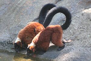 Red Ruffed Lemurs drinking