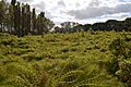 Ridlins Mire 2