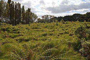 Ridlins Mire 2