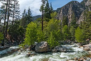 River in the King's Canyon National Park