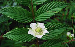 Rubus fraxinifolius 1.jpg