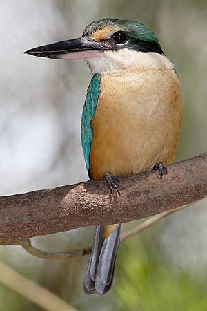 Sacred kingfisher nov08.jpg