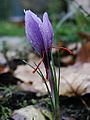 Saffran crocus sativus moist