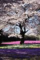 Sakura and Moss Pink - 桜(さくら)と芝桜(しばざくら)