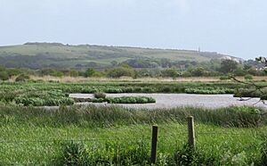 Sandown Meadows Nature Reserve