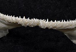 Scyliorhinus retifer lower teeth