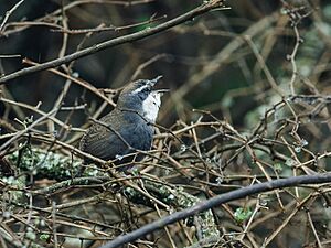 Scytalopus superciliaris - White-browed Tapaculo (cropped).jpg