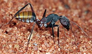 Shattuck C5047-1, Camponotus aurocinctus, Yulara, NT