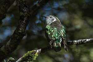 Shining Bronze Cuckoo, North Island, New Zealand (39265666741)