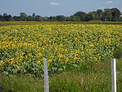 Siembra de Girasol, Via Boca De Anaro, Pedraza, Edo Barinas.
