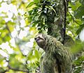 Sloth on tree