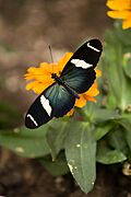 Small Blue Grecian Butterfly