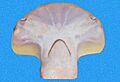 Sphyrna corona head