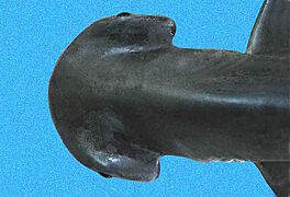 Sphyrna tiburo head2