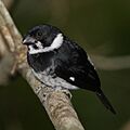 Sporophila-corvina-002
