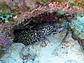 Spotted Moray Eel on Pickles Reef, Key Largo (15459247661)