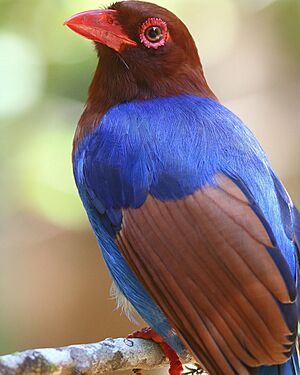 Sri Lankan Blue Magpie.jpg