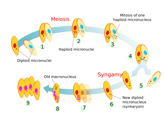 Stages of ciliate conjugation