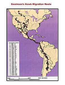 Swainson's hawk migration route