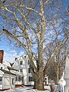 Sycamore tree in front of Hatheway House, Suffield, CT - December 31, 2010