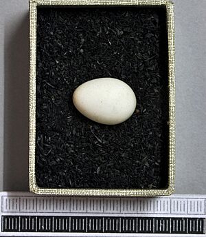 Tachycineta bicolor MWNH 1895