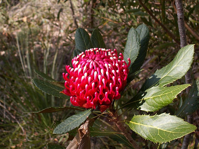 Telopea aspera inflorescence
