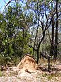 Termite mound belair national park